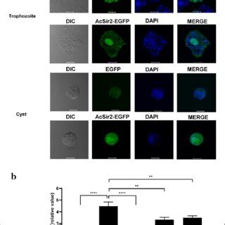 Cellular Localization And SIRT Deacetylase Activity Of AcSir2 A