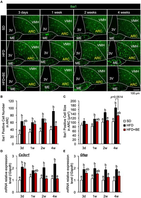 Figure Western Blotting Analysis Of The Eeects Of Be On The Expression