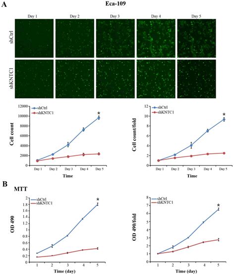 Shrna‑mediated Knockdown Of Kntc1 Suppresses Cell Viability And Induces