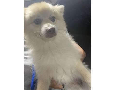 Fort Myers Fl Pomeranianhusky Meet Creampuff A Pet For Adoption