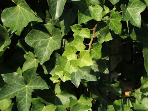 Gemeiner Efeu Hedera Helix Baumschule Horstmann