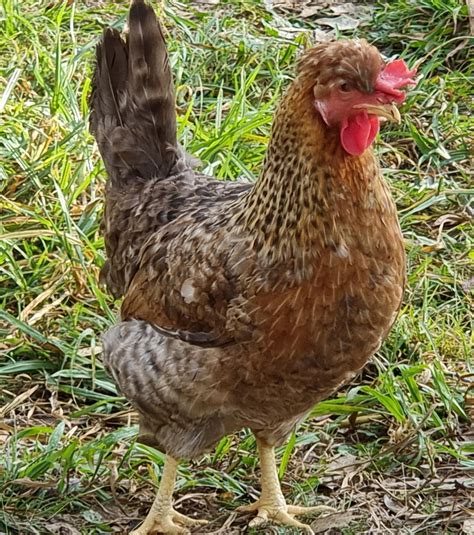 cream legbar egg color 5