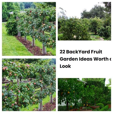 22 BackYard Fruit Garden Ideas Worth a Look | SharonSable