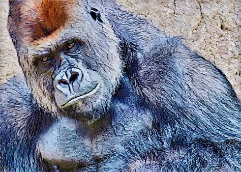 Digital Art Closeup Of Gorilla Digital Art By Robert Leach Fine Art