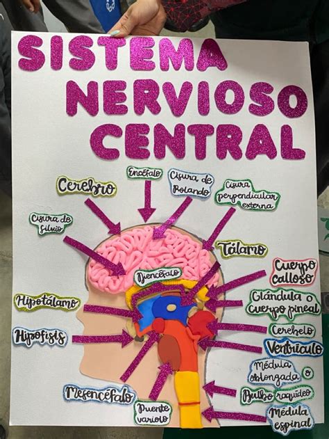 Pin De Vrito En Sistema Nervioso Maqueta Del Sistema Nervioso