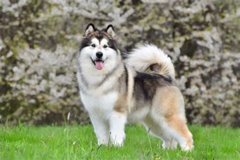 10 Best Alaskan Malamute Breeders 2024 Updated