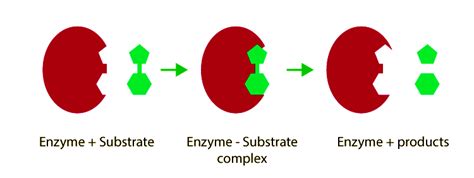 Enzymes - The Activity of Biological Catalysts | Testbook.com