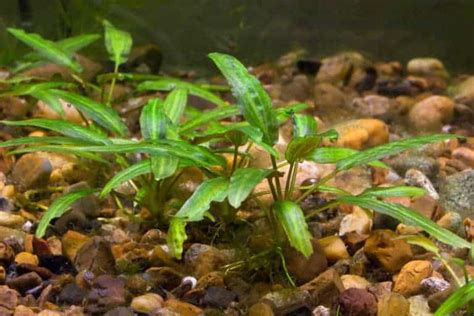 7 Aquarium Plants That Are Root Feeders And Need Root Tabs Aquarium Genius