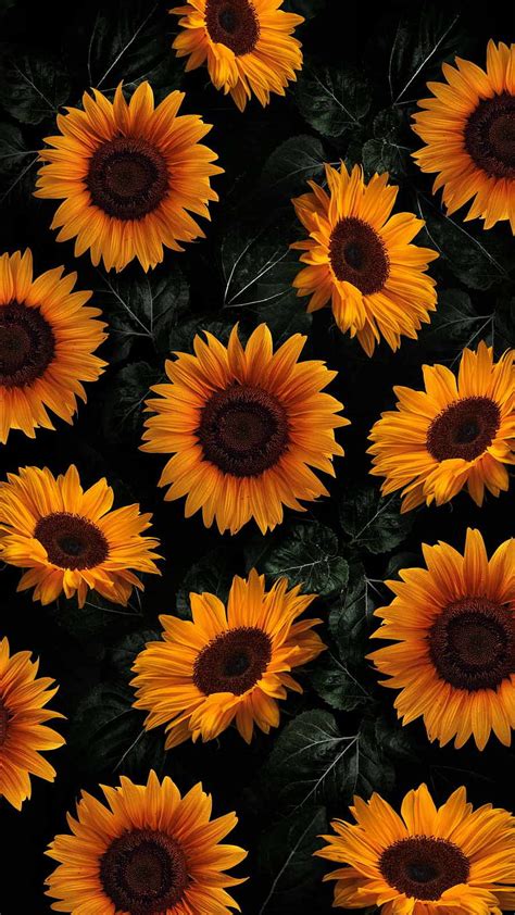 Sunflower Wallpaper Iphone Xr Best Flower Site