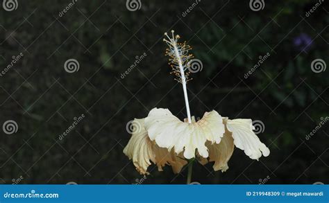 Bunga raya putih stock image. Image of tree, blossom - 219948309