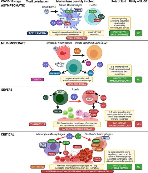 Frontiers Immunotherapy Of Covid 19 Inside And Beyond Il 6 Signalling