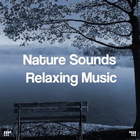 Amazon Music Sleep Sounds Of Nature Yoga Nature Sounds Relaxing Music