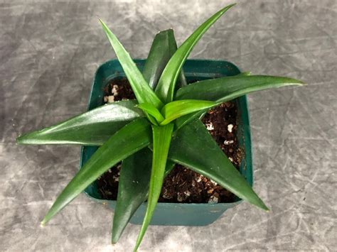 Aloe Black Gem X Alworthia Pentagona Etsy