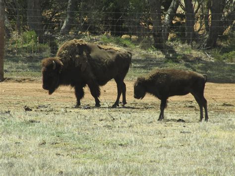 American Bison At Monarto Zoo Trevors Travels
