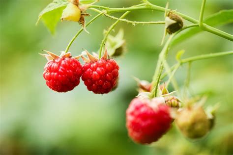 Natural fresh raspberries growing in farm – Agrinice