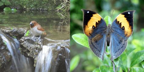 Discover the Majestic Beauty of Soormane Waterfalls Kalasa - ByneKaadu