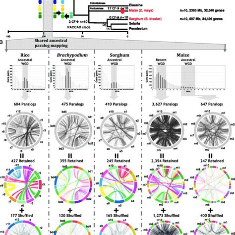 Retained And Shuffled Duplicated Genes A Grass Genome Evolutionary