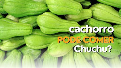 Cães podem comer chuchu Cão pode comer chuchu Chuchu faz mal para