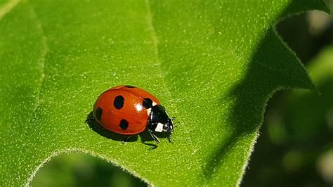 Royalty Free Photo Macro Photo Of Orange And Black Ladybug On Green