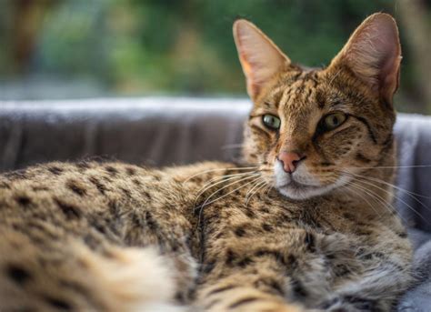 Savannah Cats Facts Details And Breed Guide Litter Robot 53 Off