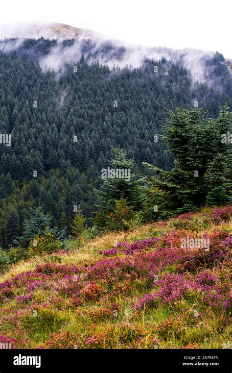 Slieve Martin Rostrevor Hi Res Stock Photography And Images Alamy