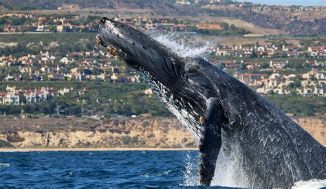 Newport Landing Whale Watching Balboa Island