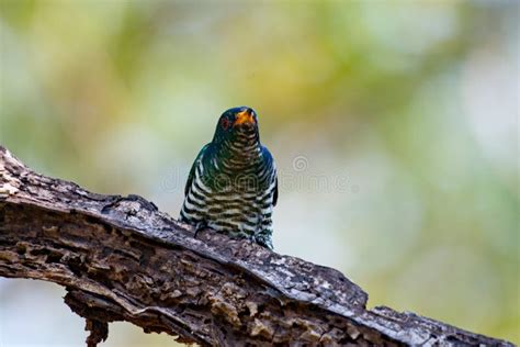 Cuckoo Birds Perching and Feeding Stock Image - Image of uncommon ...