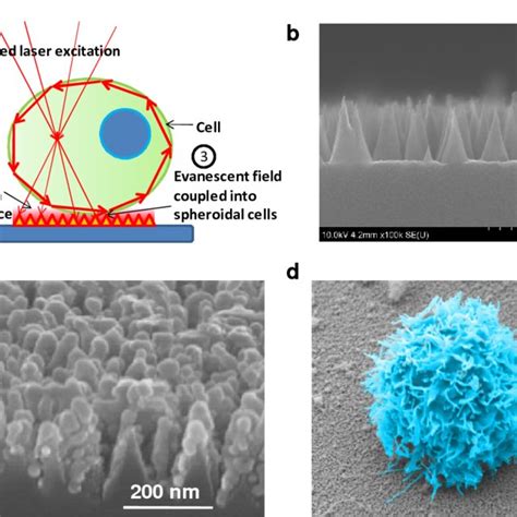 A Schematic Of Nanoplasmon Coupled Cell Imaging Sem Image Of Download Scientific Diagram