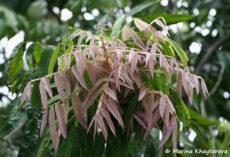 Trees Of Tropical Asia Lepisanthes Alata
