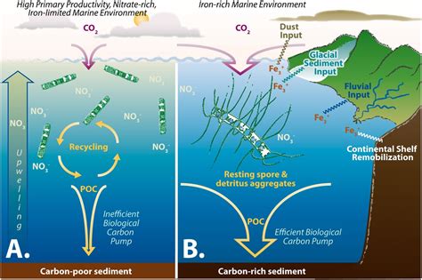 Ironing Out Carbon Export To The Deep Ocean PNAS