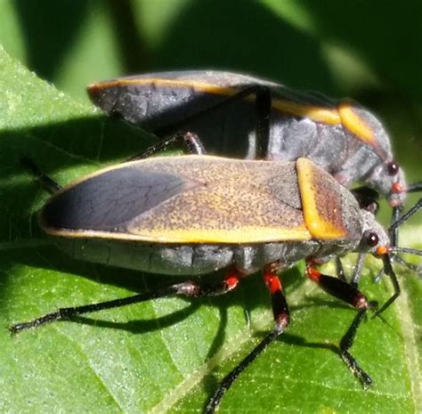 Bordered Plant Bugs Two Largidae Largus Succinctus Bugguide Net