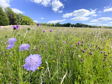 Wildflower Meadows Darwin Ecology