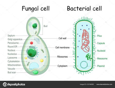 fungal cell structure