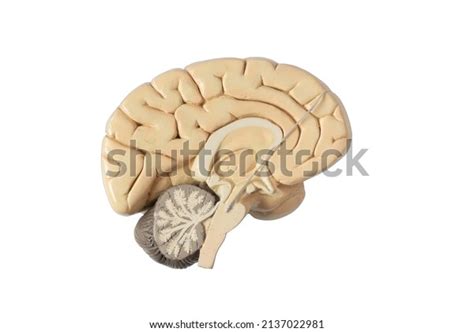 1 Sub Thalamic Nucleus Images, Stock Photos, 3D objects, & Vectors ...