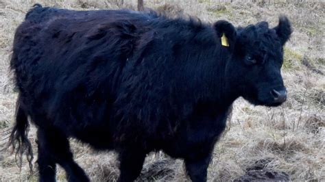 Frei laufende Galloways bei Göttingen 12 weitere Tiere sind eingefangen