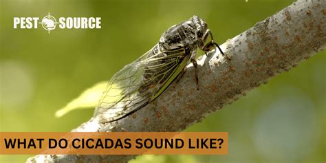 What Do Cicadas Sound Like? - Pest Source