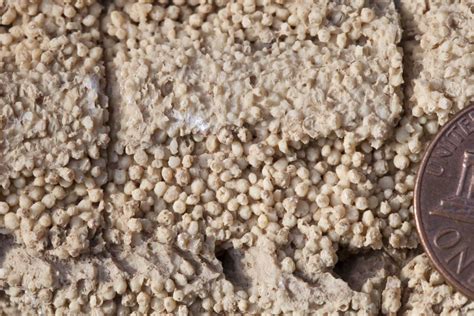 Oolitic Limestone Geology Pics