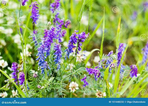 Selective Focus Beautiful Background Of Lilac Wild Flowers On A