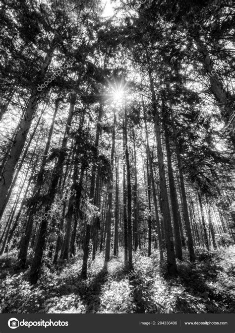 Beautiful Black White Photographic View Looking Evergreen Forest Tall ...