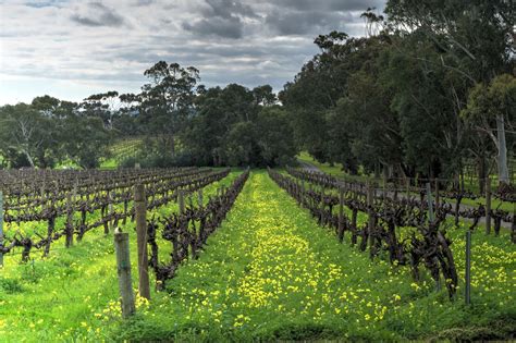 Organic Vineyards Battle Of Bosworth Wines