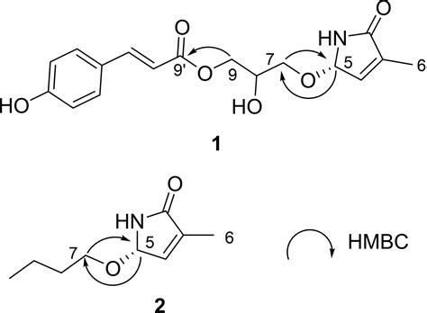 Fulvanines J−k Two Rare Lactam Pyrrole Alkaloids From Hemerocallis Fulva Lei 2024