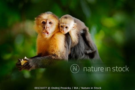 Baby White Faced Capuchin Monkey