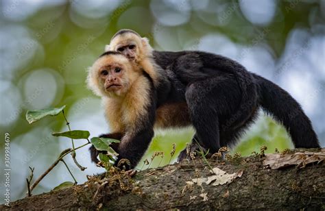 Baby White Faced Capuchin Monkey