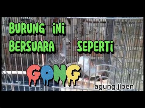 HEBATTT Kutut Bersuara Seperti GONG Ternyata Ada Di AGUNG JIPEN Bird