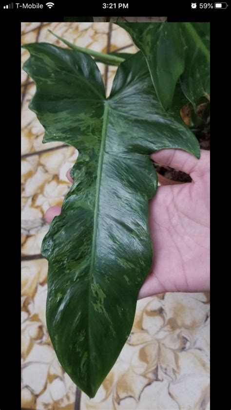 opinion   wrinkled leaf plantclinic