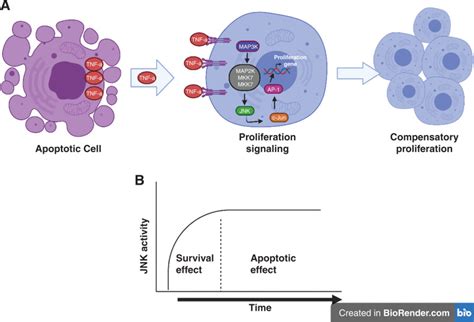 Figure 1 [mitogenic Effect Of Apoptotic Cells ] Metastasis Ncbi