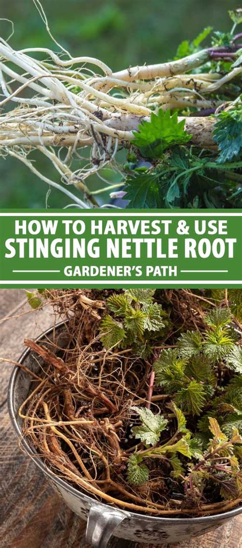 How To Harvest Stinging Nettle Root Gardeners Path Stinging Nettle