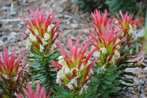 Growing Fynbos Artofit