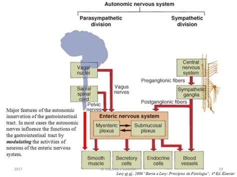 Enteric nervous system | PPT