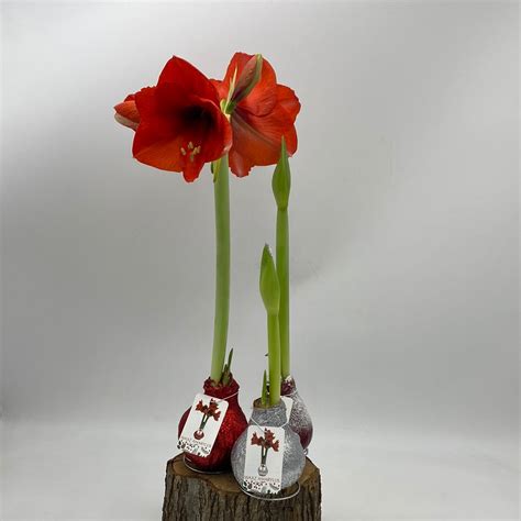 Wax Amaryllis Hippeastrum Bulbs Mandy Spring Farm Nursery Inc